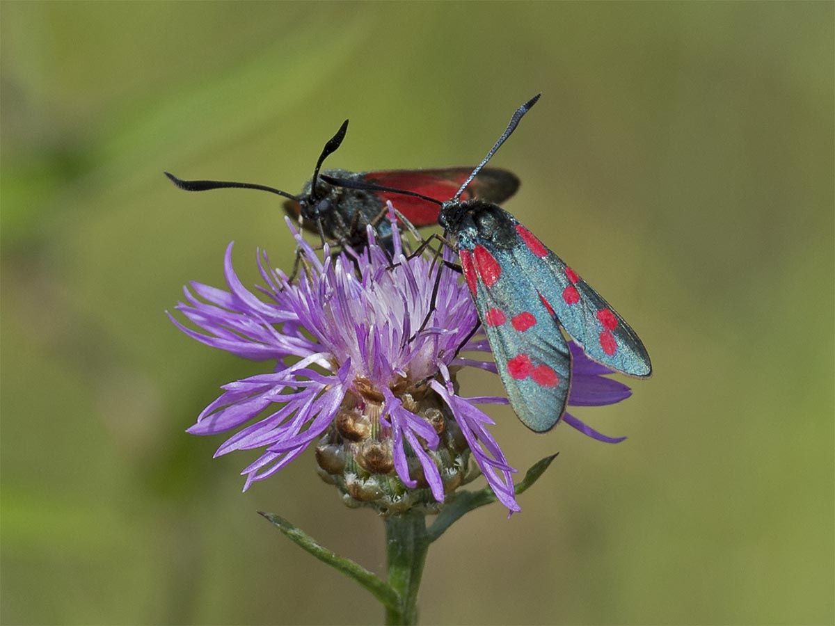 Zygaena filipendulae